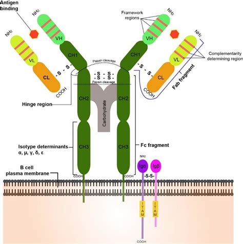 Schematic structure of a B-cell receptor with Igα/β heterodimer on ...