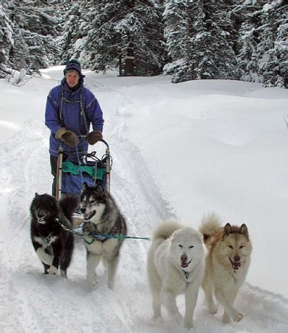 Sled Dog Central: The Inuit Sled Dog by Sue Hamilton