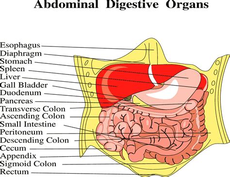 abdominal digestive organs full page