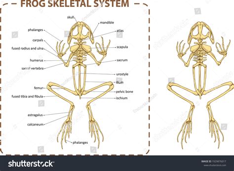 Ilustración vectorial de la anatomía básica: vector de stock (libre de ...