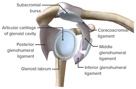 Glenoid Labrum Anatomy