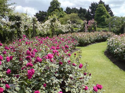 Regent's Park rose garden in the spring is a taste of heaven. https ...