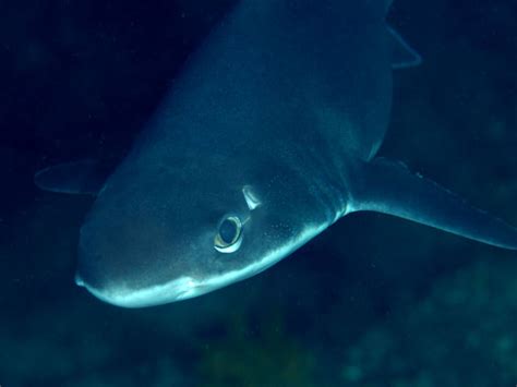 Venomous shark found patrolling the waters in London, England river ...