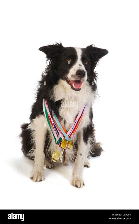 Champion dog with many medals from the show Stock Photo - Alamy