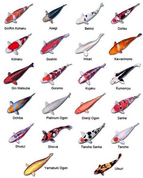 Chart of 22 Most Common Types of Koi | Koi fish colors, Koi fish ...