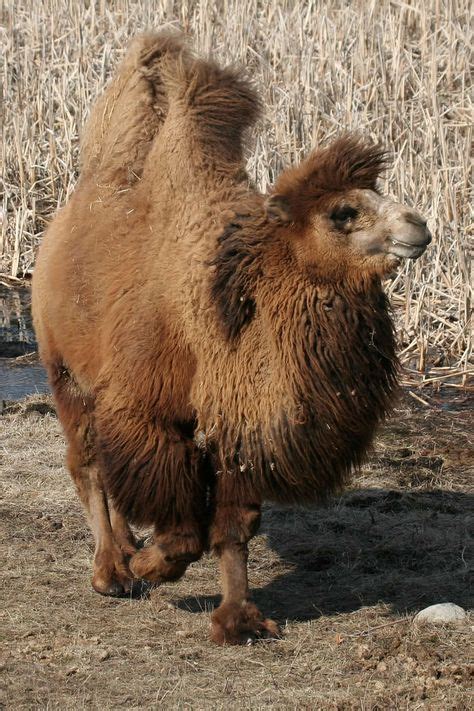 Bactrian Camel (Critically Endangered, Approximately 650 Animals ...