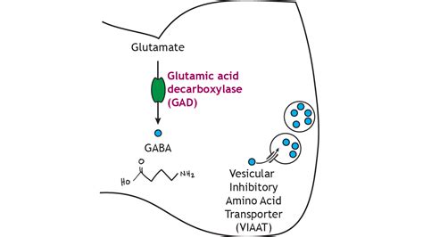 Neurotransmitters: Amino Acid Neurotransmitters (Glutamate, GABA ...