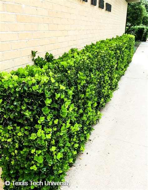 Manhattan Euonymus | Woody Plant Finder | Comprehensive Landscape Plant ...