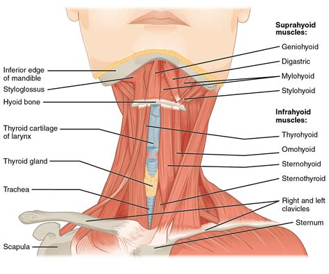 Axial Muscles of the Head, Neck, and Back – Anatomical Basis of Injury