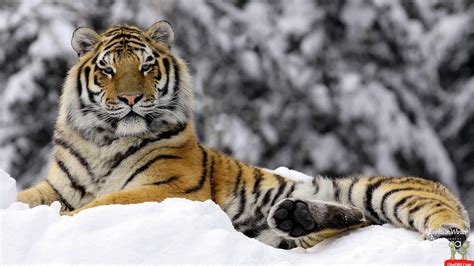 Siberian Tiger Wallpapers HD - Wallpaper Cave