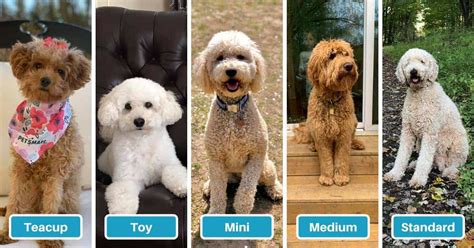 Goldendoodle Size Full Grown: How Big Do Goldendoodles Get? (Teacup ...