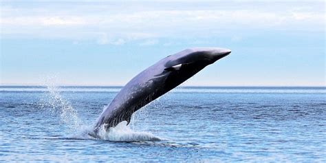 Minke Whale Facts, Habitat, Diet, Life Cycle, Baby, Pictures