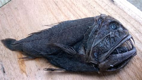 Monster surprise: Rarely-seen deep sea fish found on beach - BBC News