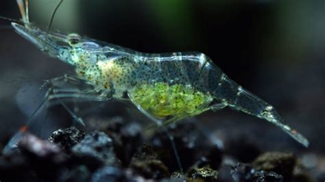 Marine Grass Shrimp: A Pretty, Amazing Species (Top 5 facts)