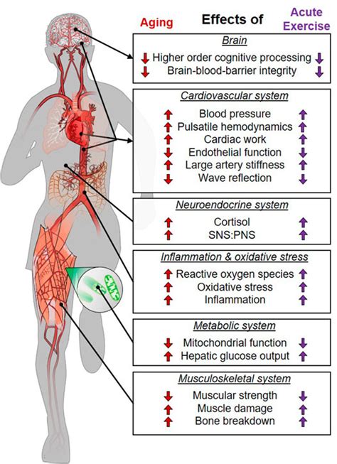 Frontiers | Exercise as an Aging Mimetic: A New Perspective on the ...