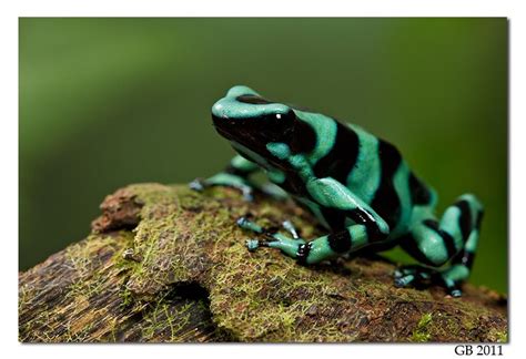 GREEN AND BLACK POISON DART FROG | Ranas, Animales, Fantastica