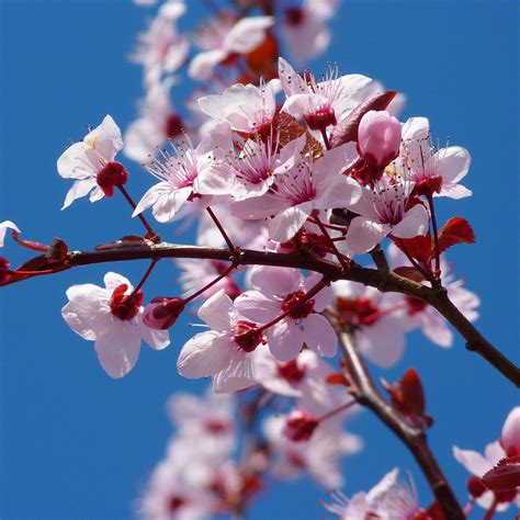 Real Cherry Blossom Tree