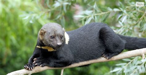 Meet Latin America's Weasel Relative, Tayra | Facts, Diet. Pictures