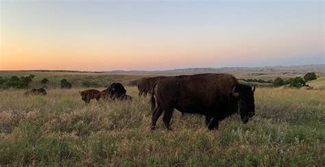 Bison Buffalo Wildlife - Free photo on Pixabay - Pixabay