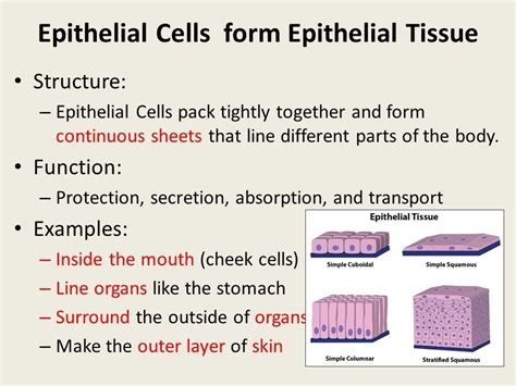 41 epithelial tissue worksheet anatomy - Worksheet Master