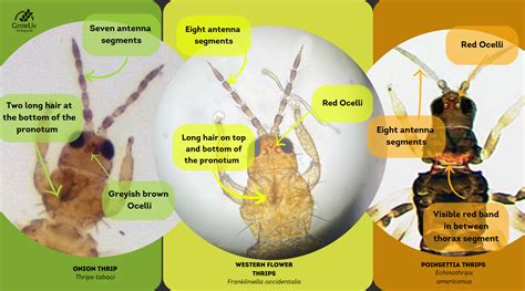 Managing Thrips: How to ID thrip species – GrowLiv Biologicals