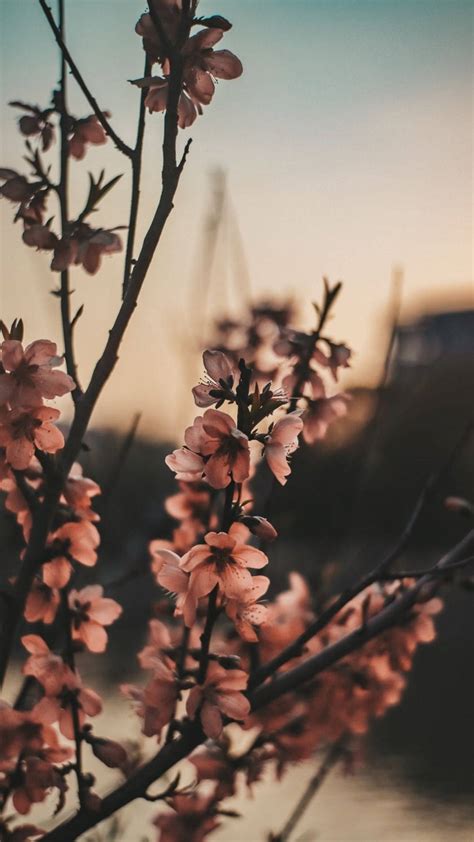 Top 999+ Flower Aesthetic Wallpaper Full HD, 4K Free to Use