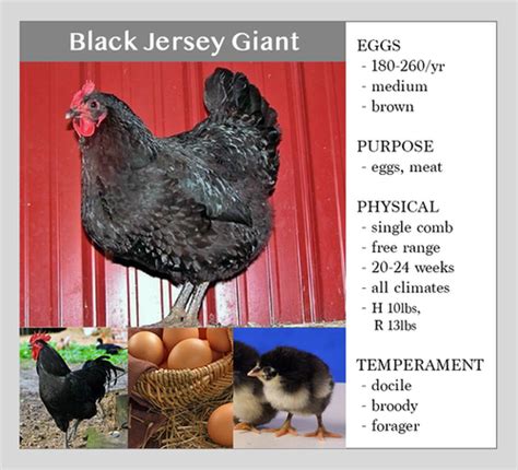 Black Jersey Giant | Chase Hatchery