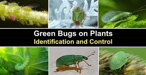 Green Bugs on Plants (Pictures) - Identification and Control