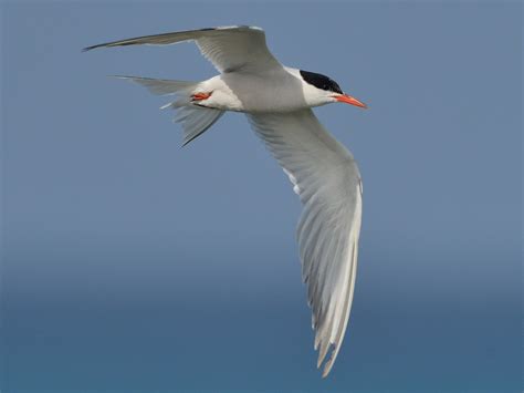 Common Tern - eBird