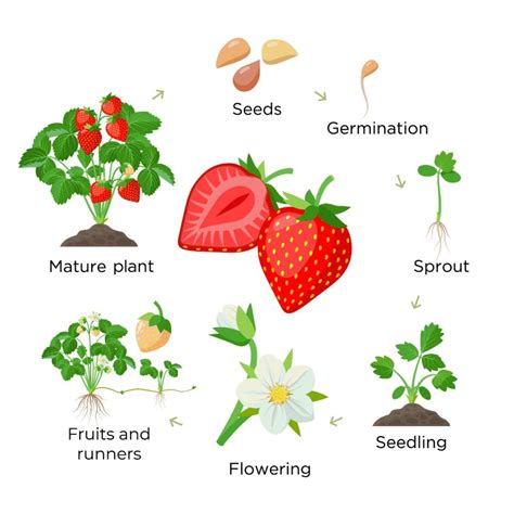 How Long Does It Take to Grow a Strawberry - BroadPick