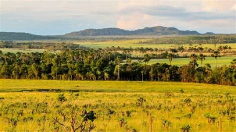 Animal agriculture is destroying Brazilian grasslands - Animal ...