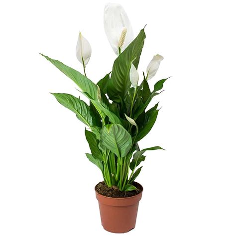 Spathiphyllum 'Peace Lily' Indoor Plants - 1 x Potted Lily House Plant ...