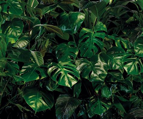 Monstera Leaves Wallpapers - Wallpaper Cave