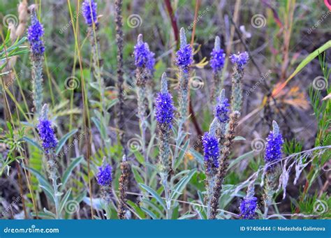 Blue Meadow Flowers in the Form of Candles. Bloom in Early Summer Stock ...