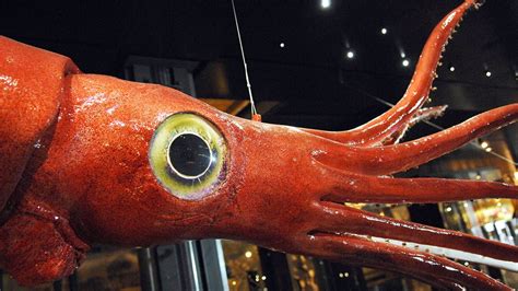 Giant Squid, Giant Eyes ... But Relatively Small Optic Lobe | HowStuffWorks