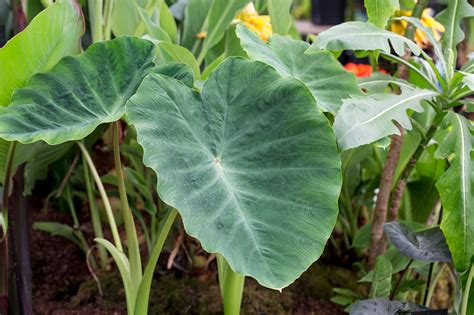 Elephant Ear | ubicaciondepersonas.cdmx.gob.mx