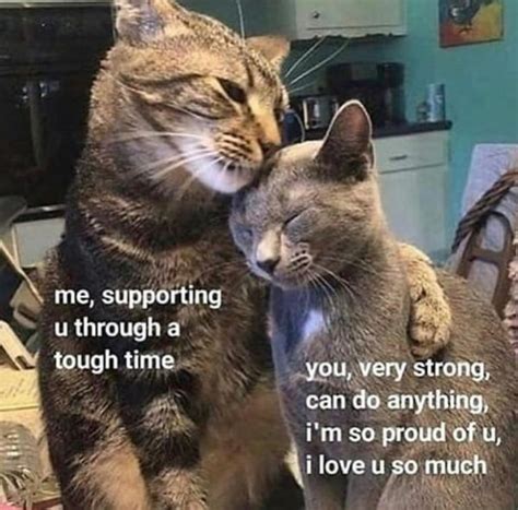 25 Wholesome Memes To Make You Feel Better. - Feels Gallery Cat Memes ...