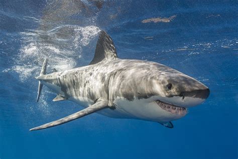 21 Great White Shark Facts for Kids to Dive Into – Facts For Kids