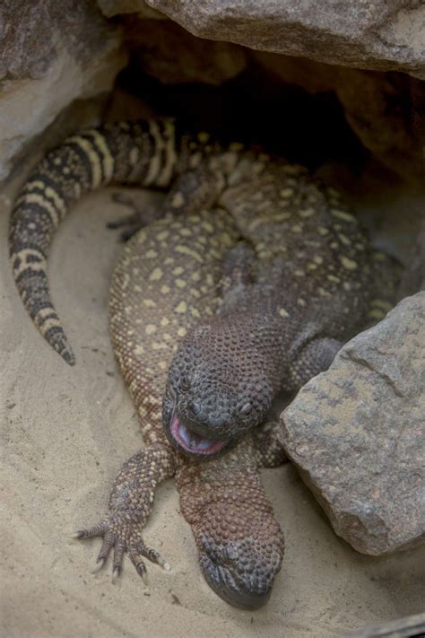 Lizard (Mexican Beaded) - Dudley Zoo and Castle