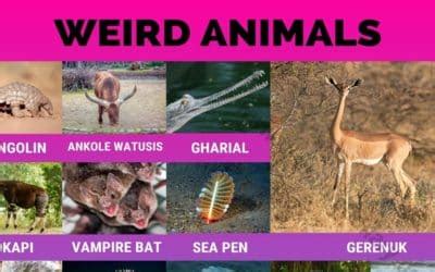 Animal Names - Visual Dictionary