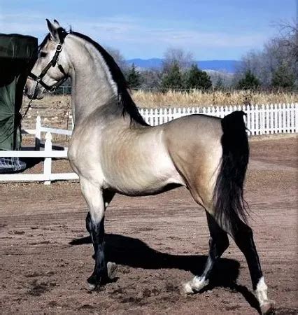 15 Rarest Horse Colors in the World (With Pictures)