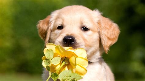 Labrador Retriever Cute Wallpaper Golden Retriever Adorable Puppies ...