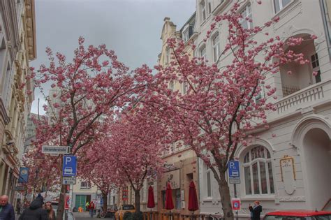 CHERRY BLOSSOMS IN BONN – The Twirling Traveler