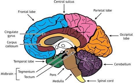 Brain Structure Differentiation – Introduction to Neuroscience