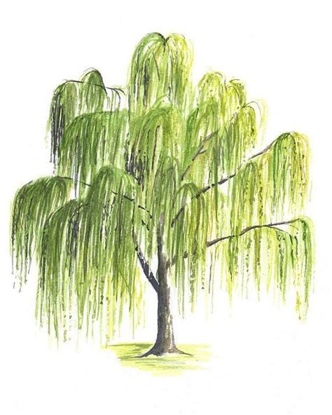 How To Draw Willow Tree at How To Draw