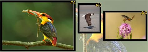 October 2021 "Birds" Photo Contest Winners - Photo Contests ...