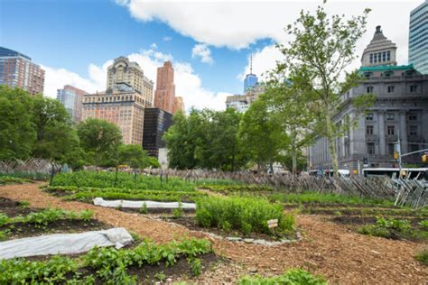 15 Urban Farms & Gardens in NYC Providing Fresh Produce & Education