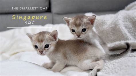 10 Smallest Domestic Cat Breeds (Ranked)