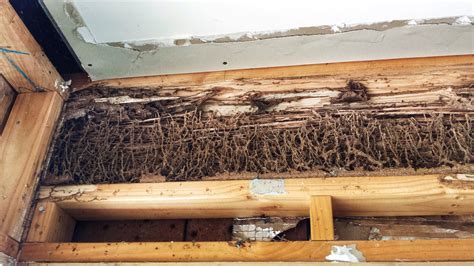 Termite Mud Tubes — Termite Blog - Information on Termites in Australia ...