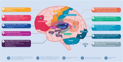 Musique et cerveau : l’accord parfait – MéloDys